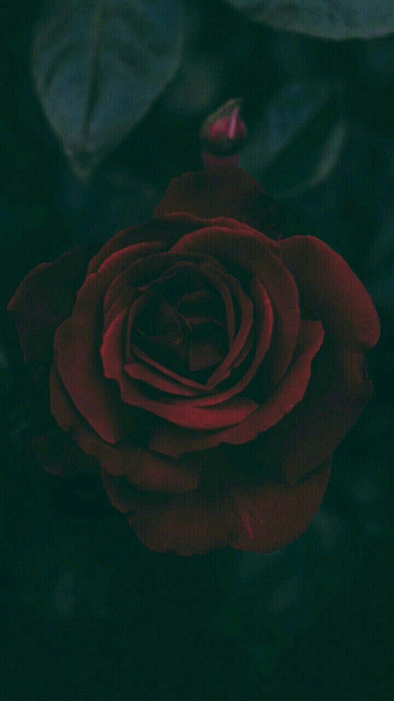 Red Rose in the Dark, roses, flowers, love, poem, love poem, heart, lovely,  HD phone wallpaper | Peakpx