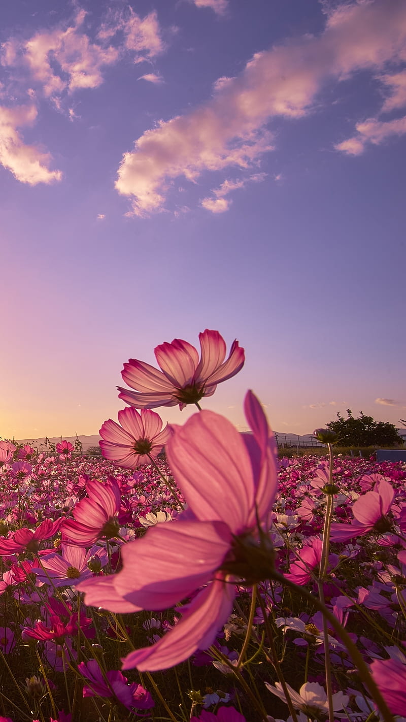 Nature, Flowers, Sky, Sun, Flower, Earth, Field, Japan, Cosmos, Purple Flower, HD phone wallpaper