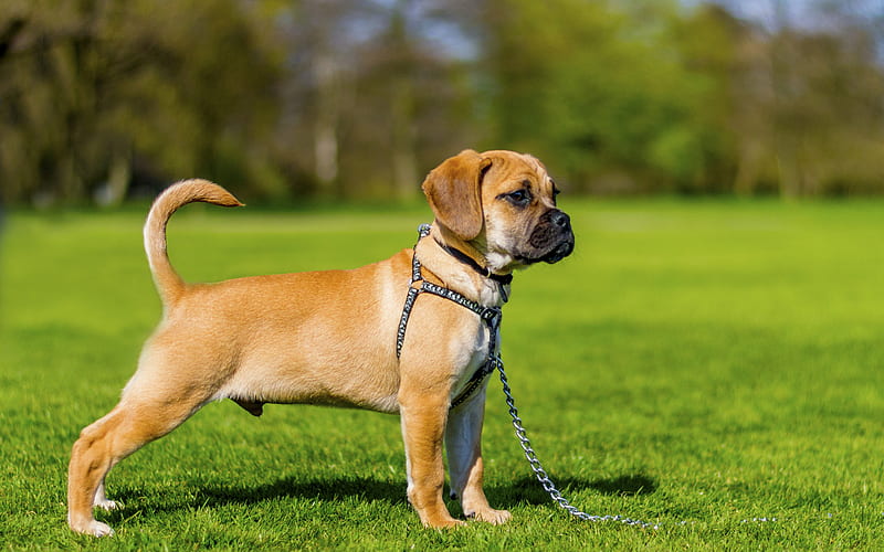 small boxer dog, brown puppy, green grass, cute little animals, dogs, HD wallpaper