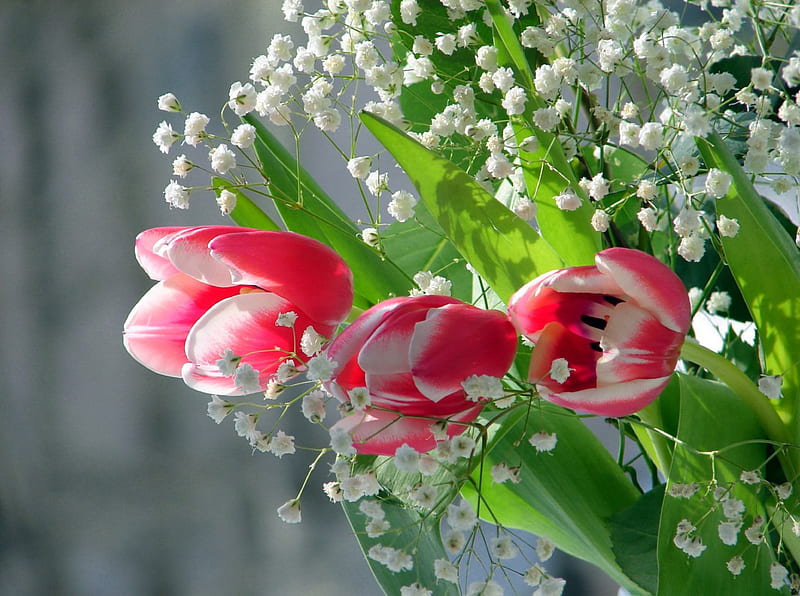 Pretty tulips, pretty, lovely, background, bonito, spring, delicate ...