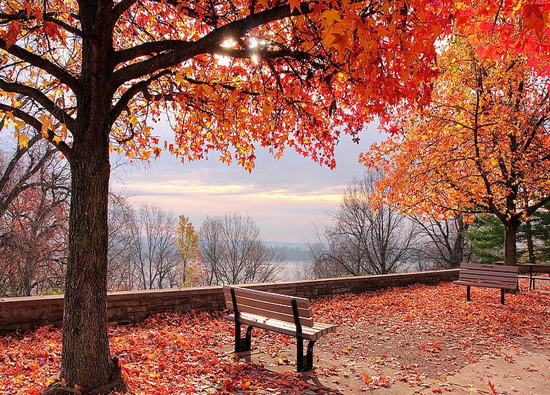 nice morning, autumn, nice, plants, nature, trees, scenery, HD wallpaper