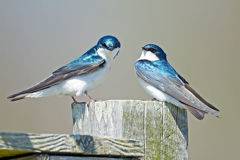 Swallows, bird, pasare, spring, swallow, couple, blue, HD wallpaper