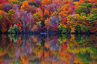 Bow bridge, forest, fall, r lake, rive, colors, bonito, bow, trees ...