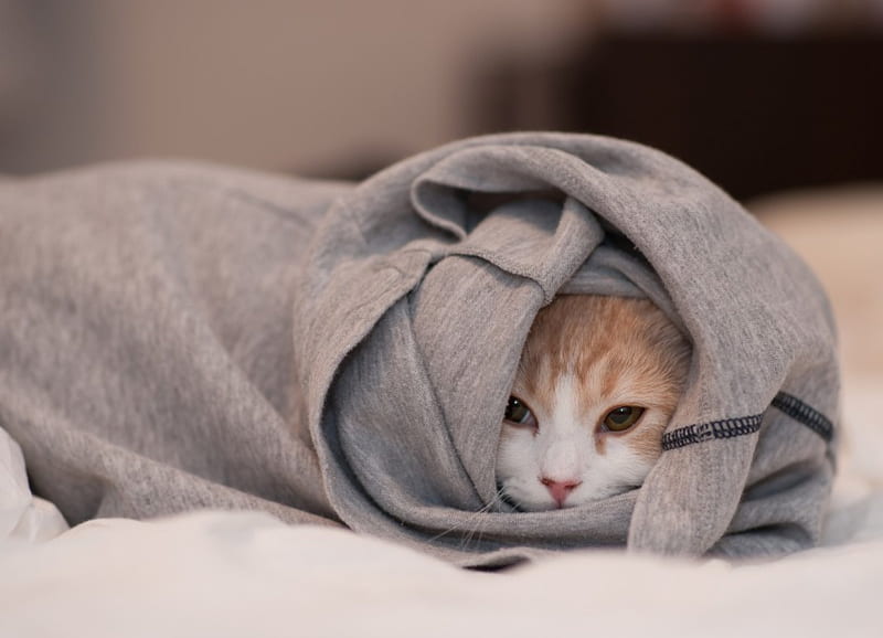 Wrapped up, wrapped, cat, kitten, orange, HD wallpaper