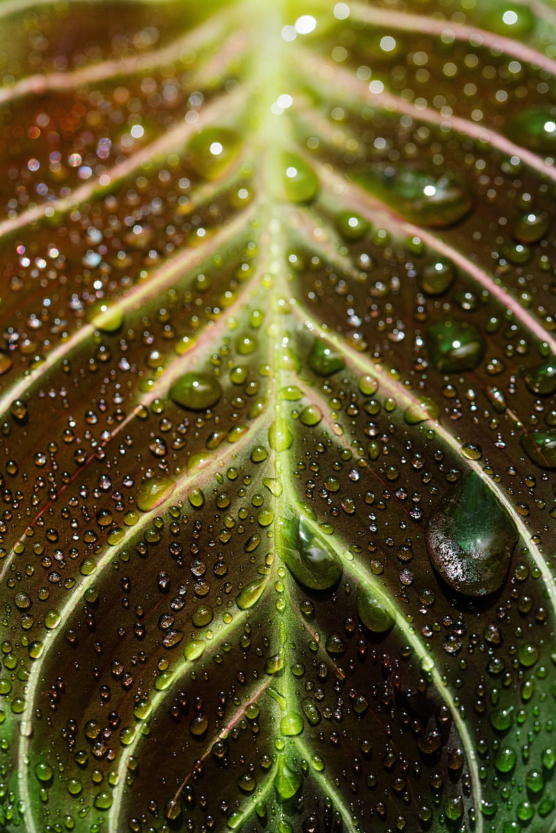 leaf, drops, macro, wet, dew, HD phone wallpaper