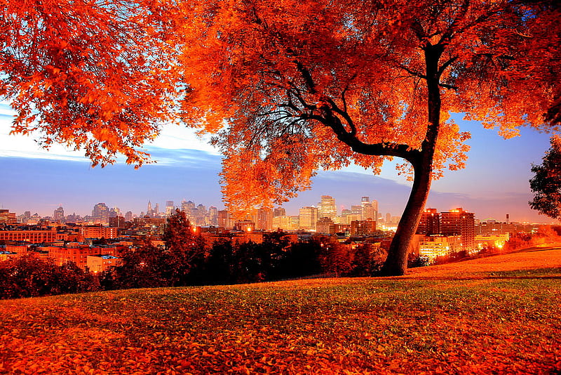 burst of color, fall, autumn, tree, orange, bright, beauty, nature, HD wallpaper