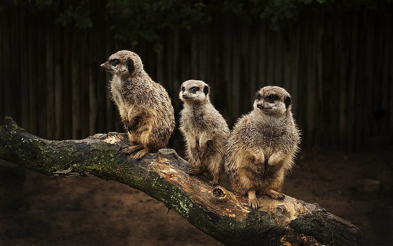 meerkat family-Wild Animal, HD wallpaper