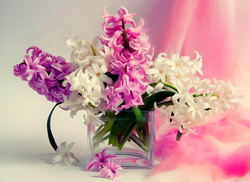 Hyacinths, colors, various, spring, freshness, nature, violet, blooming, white, pink, HD wallpaper