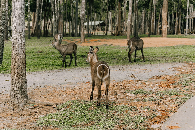 Herd of Deer on Brown Field, HD wallpaper