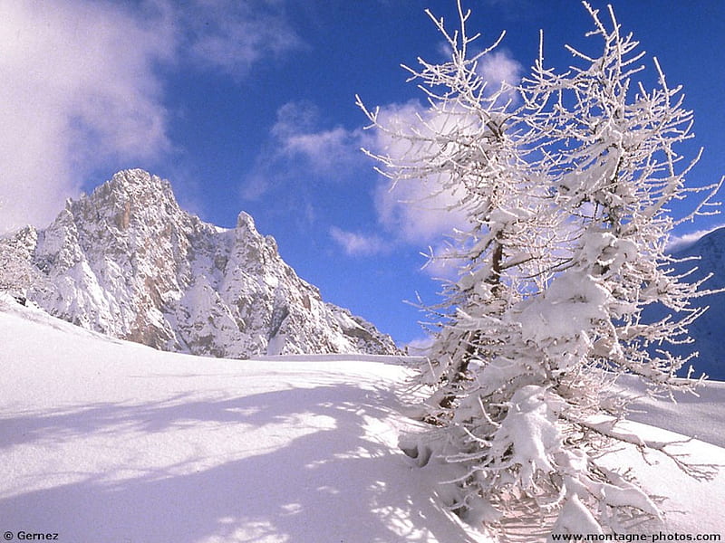 Snowfield, tree, snow, mountains, shadows, sunshine, HD wallpaper