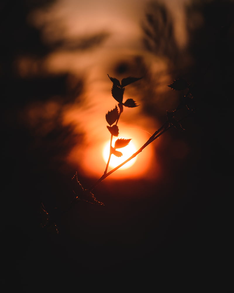 sun, branch, dark, sunset, twilight, HD phone wallpaper