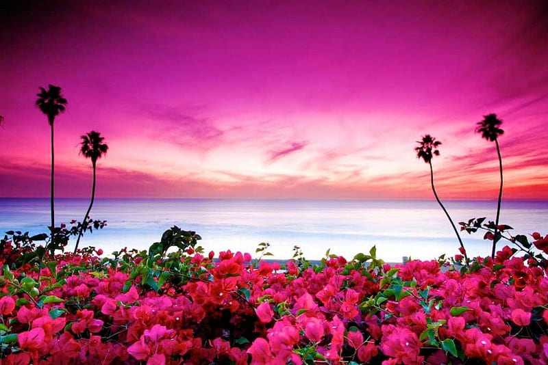 Bougainville, plants, blossoms, sky, pink, sea, HD wallpaper