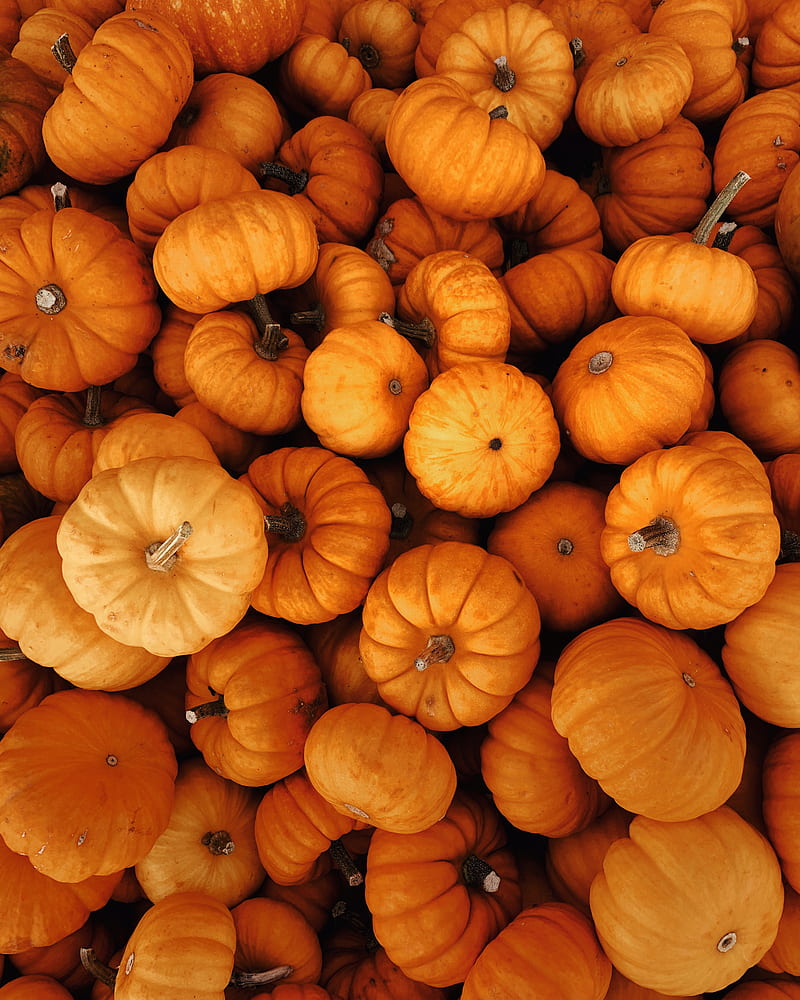 Pumpkins, autumn, halloween, harvest, vegetables, HD phone wallpaper |  Peakpx