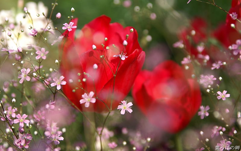 Pink small flowers- Flowers graphy, HD wallpaper