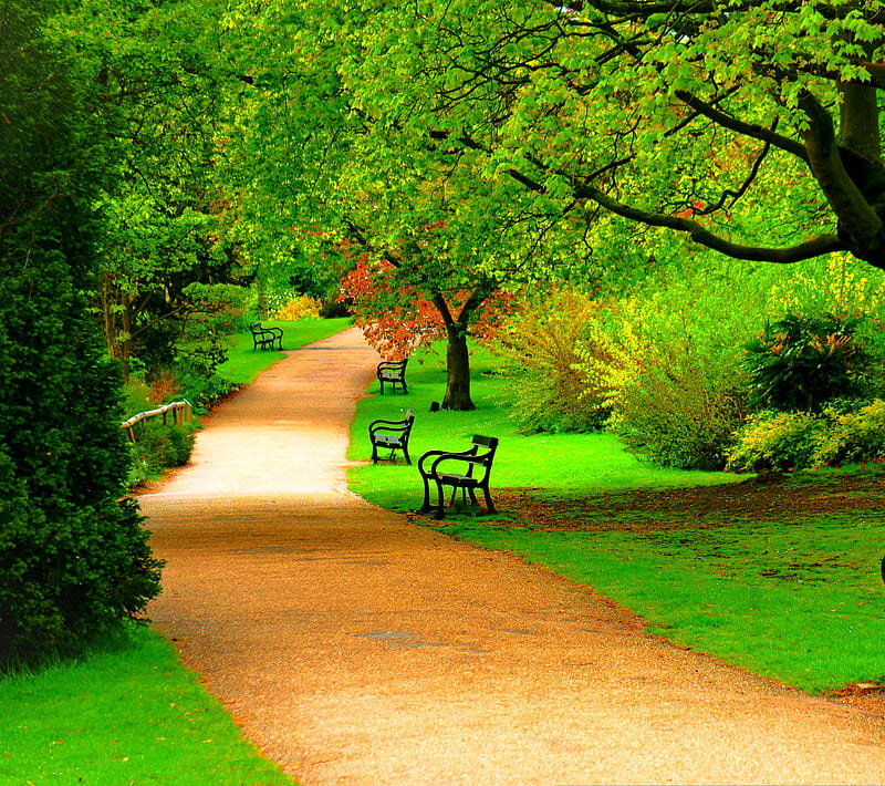 A Walk in the Park, benches, calm, green, jog, nature, path, trees, HD wallpaper