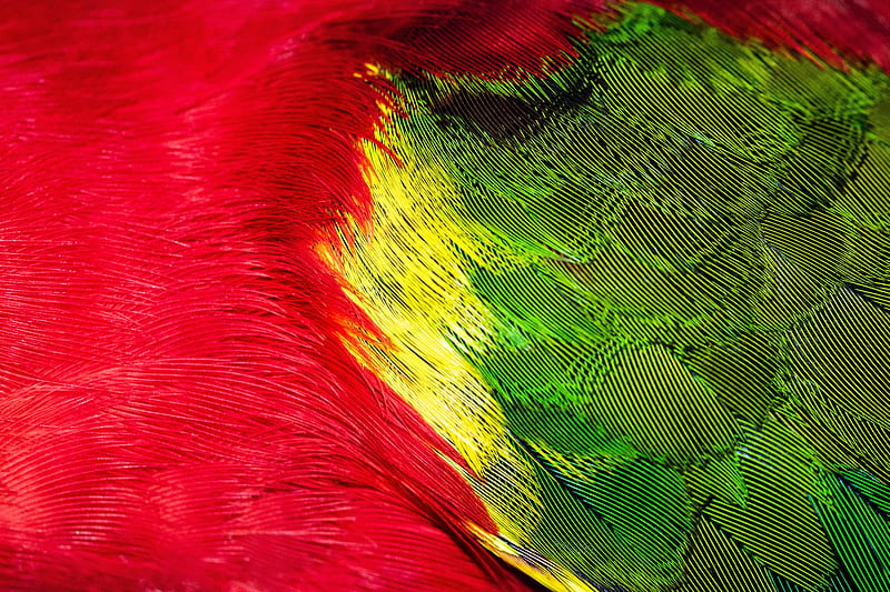 parrot, feathers, colorful, bright, macro, HD wallpaper