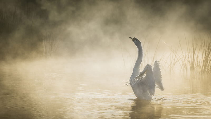 Mute Swan In Pond, swan, birds, HD wallpaper
