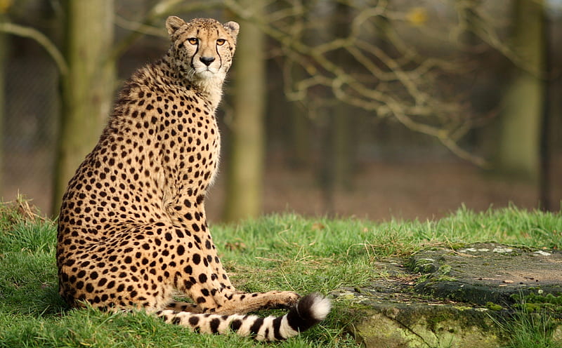 HD cheetah in the forest wallpapers