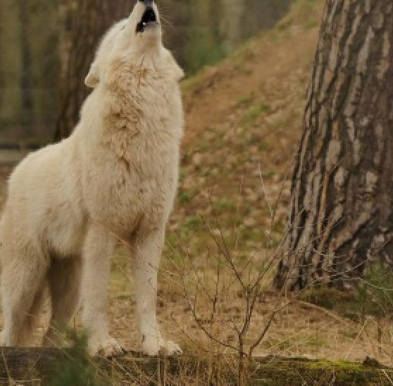 white wolf, canislupus, wolf art, black, saying, timber, wolf, wolves, white, howling, wisdom, HD wallpaper
