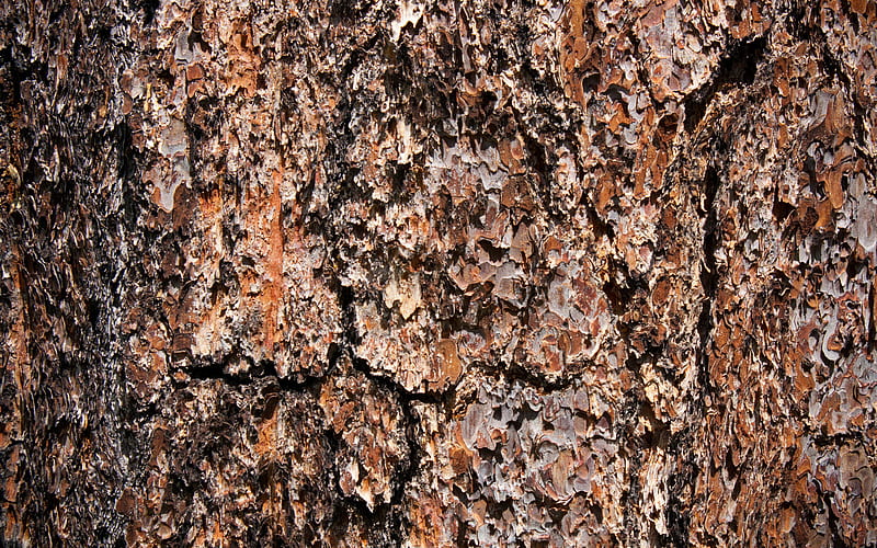 pine bark texture, macro, brown wooden background, wooden bark, brown tree, wooden backgrounds, wooden textures, HD wallpaper