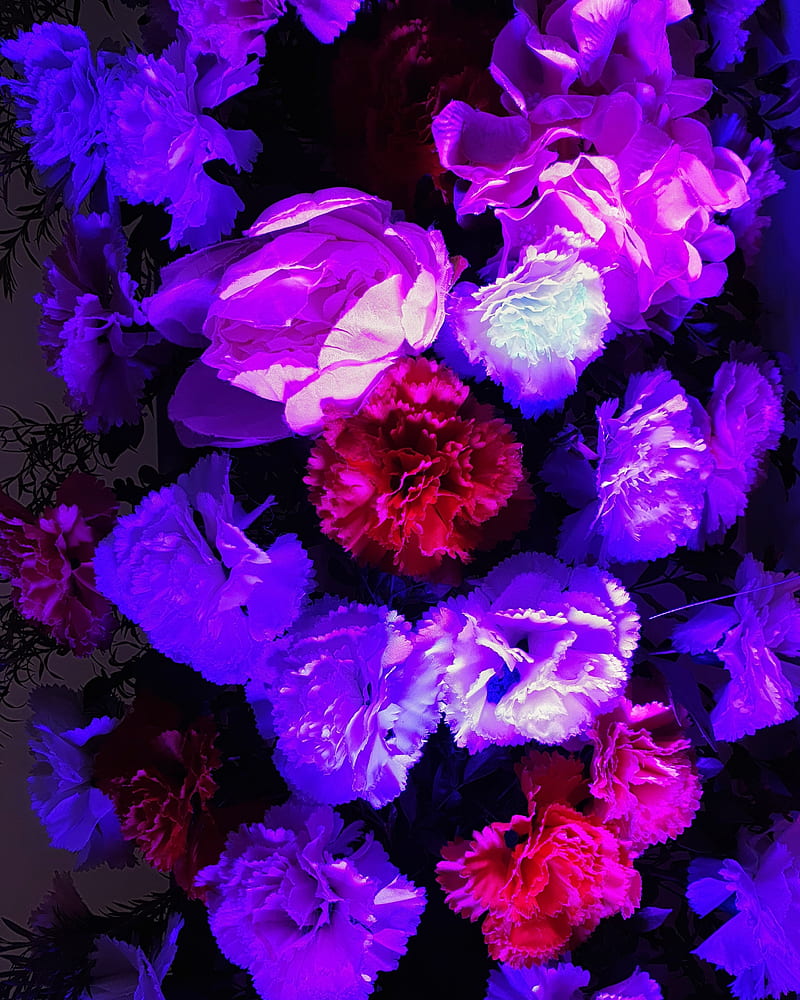 Flowers, amoled, high contrast, light, nature, violet, HD phone wallpaper