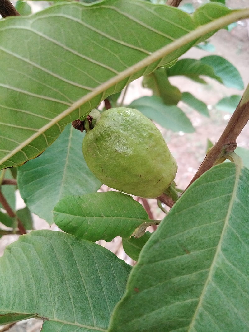 Guava , fruit, nature, organic, HD phone wallpaper
