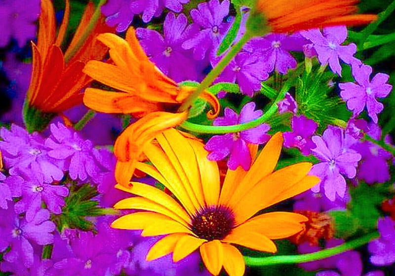 Bonitas flores, moradas, bonitas, naranjas, suaves, lindas, guays, colores,  belleza, Fondo de pantalla HD | Peakpx