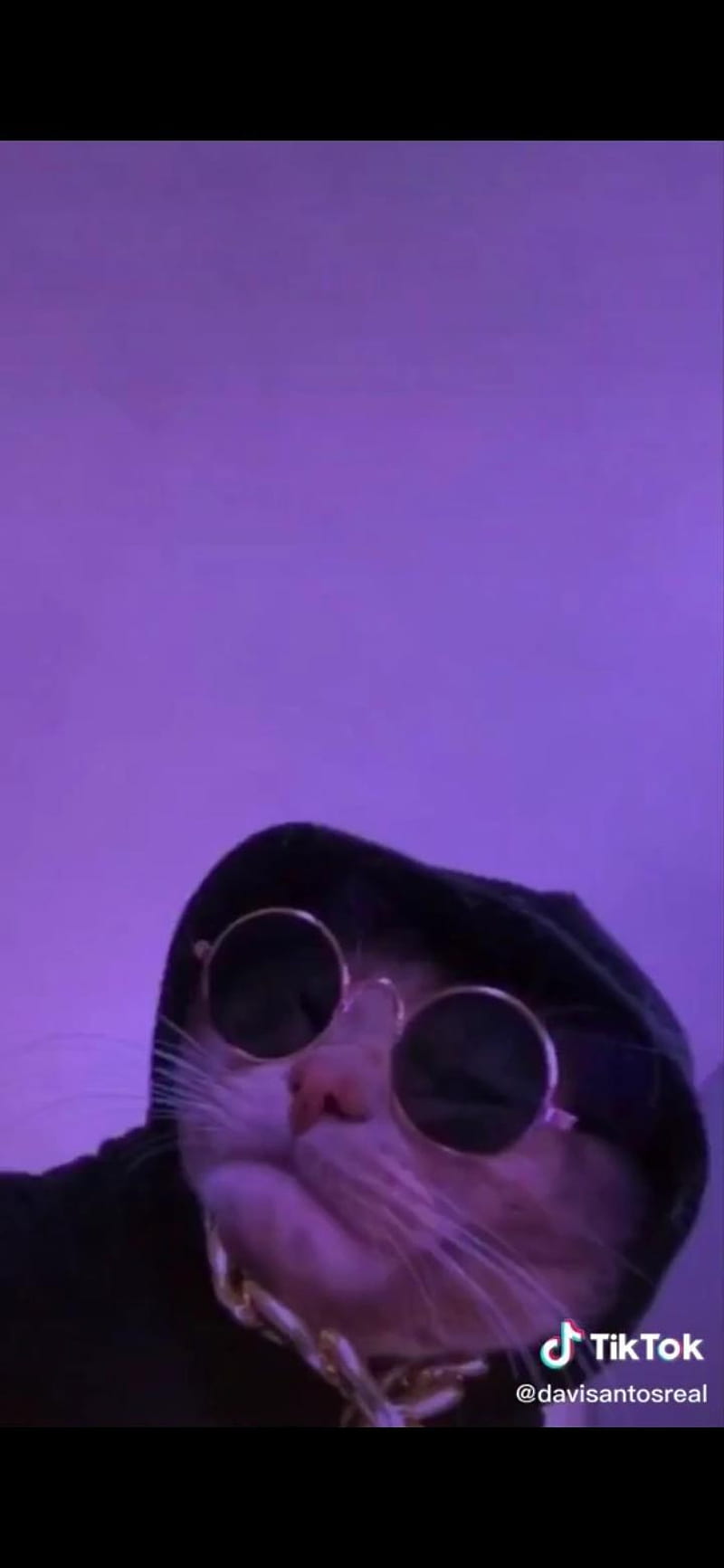 Swag Cat, funny cat, HD phone wallpaper