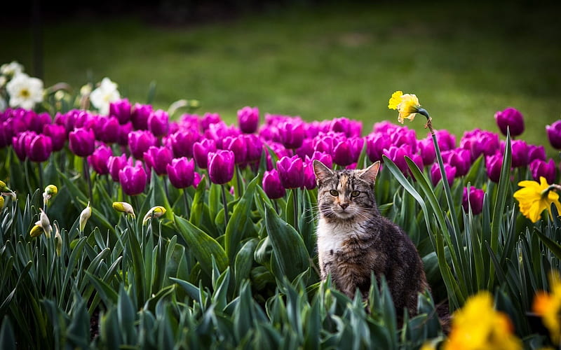 cat, tulips, nature, HD wallpaper