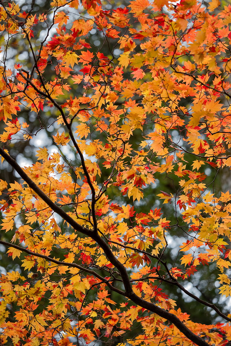 maple, leaves, tree, branches, autumn, HD phone wallpaper