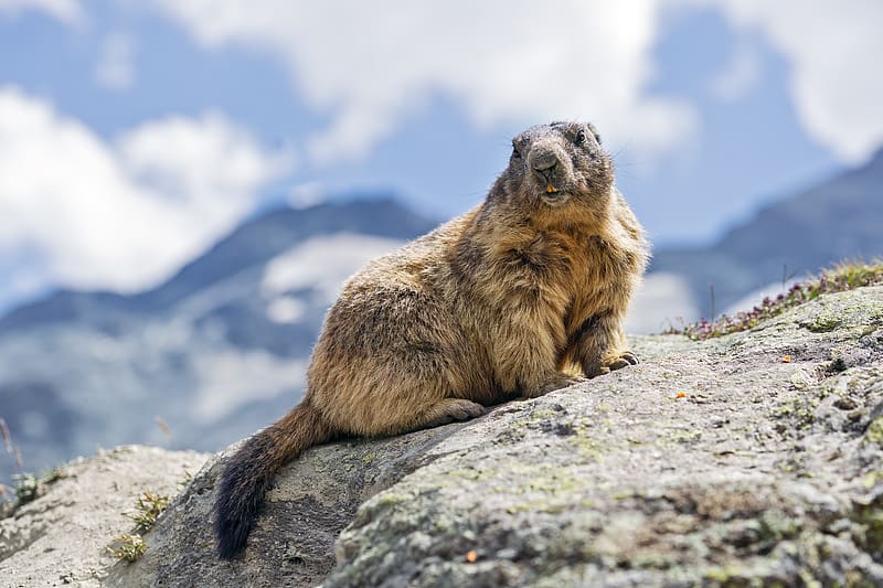 marmot, rodent, stone, wildlife, HD wallpaper