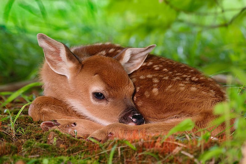 Animal, Fawn, Deer, Cute, Baby Animal, White Tailed Deer, HD wallpaper |  Peakpx