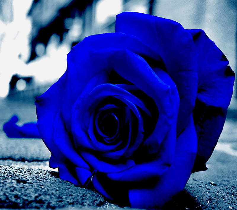 Blue Rose, flowers, HD wallpaper | Peakpx