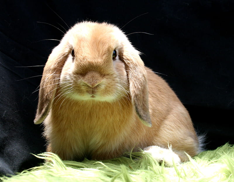 Holland Lop, rabbit, bunny, animal, HD wallpaper