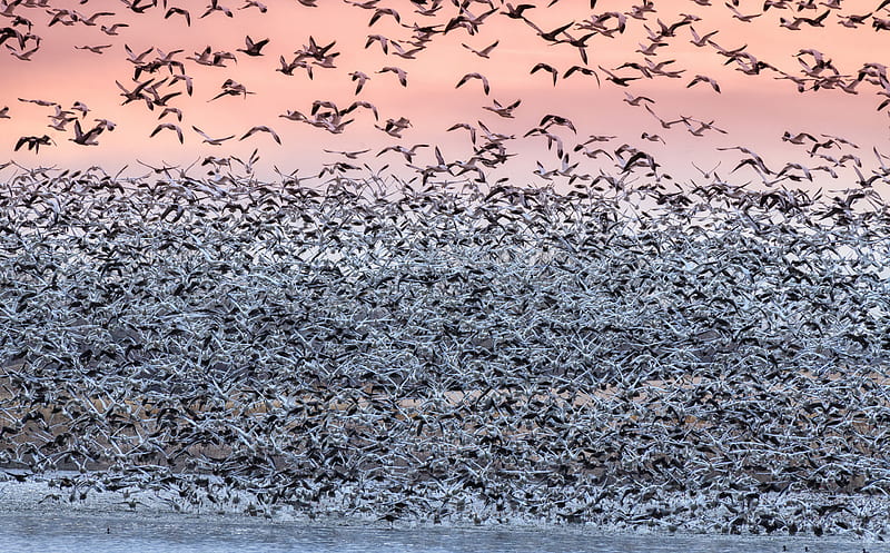 Snow Geese Migration Ultra, Animals, Birds, Snow, Taking, Geese, Flight, Buffalo, nebraska, unitedstates, inflight, snowgeese, kearney, takingoff, HD wallpaper