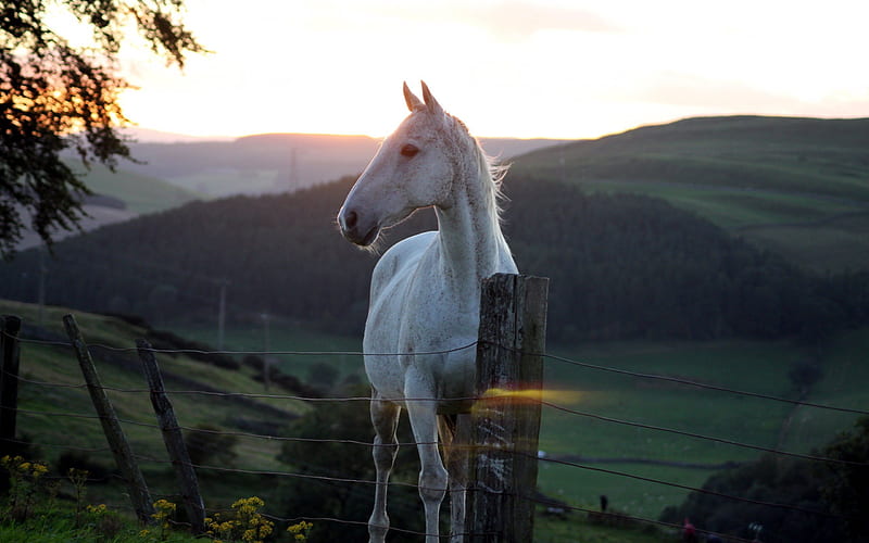 white horse, night, sunset, horses, HD wallpaper