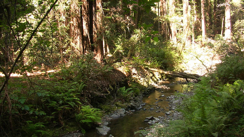 Muir Woods Fern Creek, forest, muir woods, rise of the planet of the apes, trees, redwood, HD wallpaper