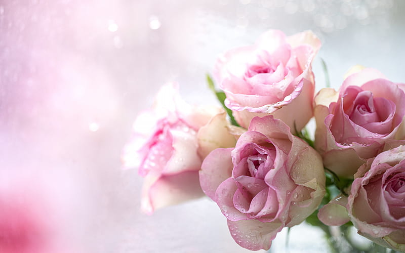 Closeup View Of Bunch Of Pink Roses With Leaves In Bokeh Background 4K HD  Rose Wallpapers  HD Wallpapers  ID 62932