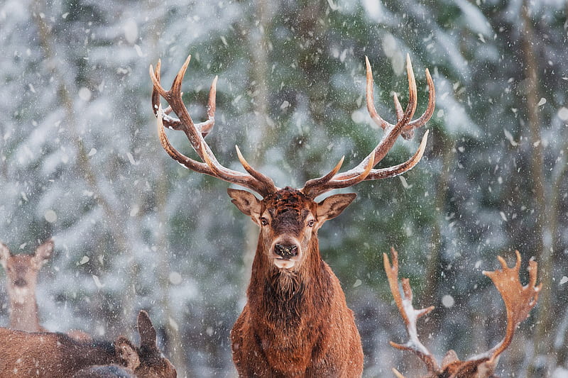Animal, Deer, Wildlife, HD wallpaper | Peakpx