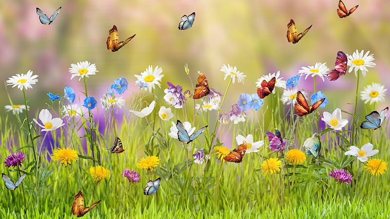 Spring Meadow, wild flowers, fragrant, flowers, spring, butterflies, field, meadow, HD wallpaper