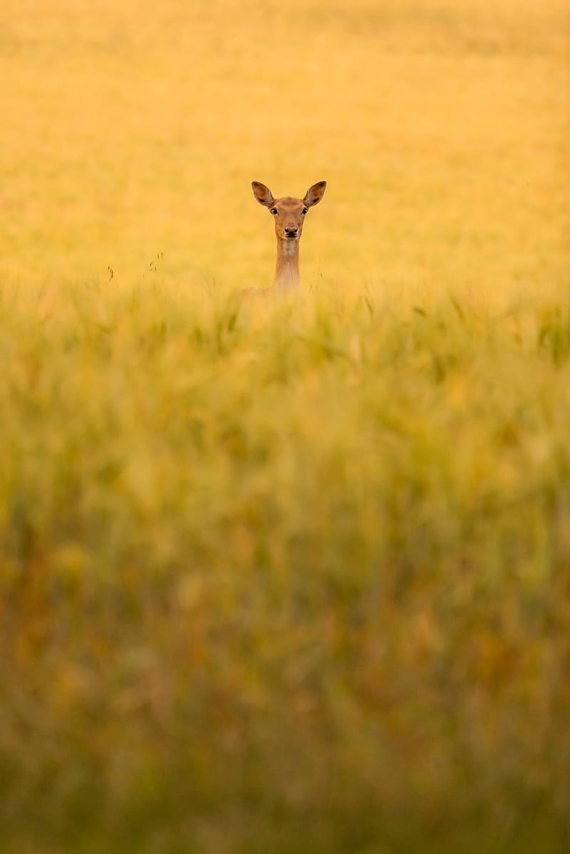 roe deer, animal, field, grass, HD phone wallpaper