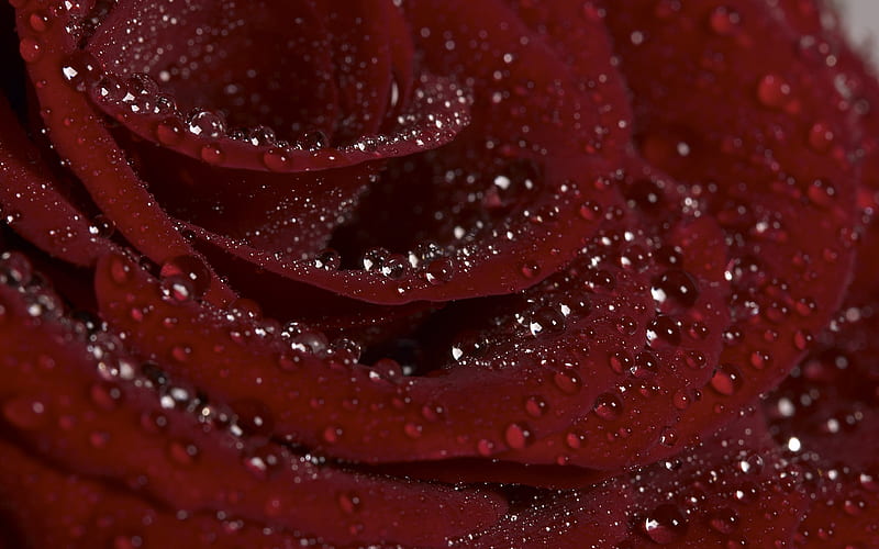 Diamond Rose. jpg, red, dewdrops, rose, diamond, HD wallpaper
