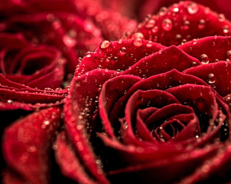 Red Roses, flower, red, petals, rose, HD wallpaper | Peakpx