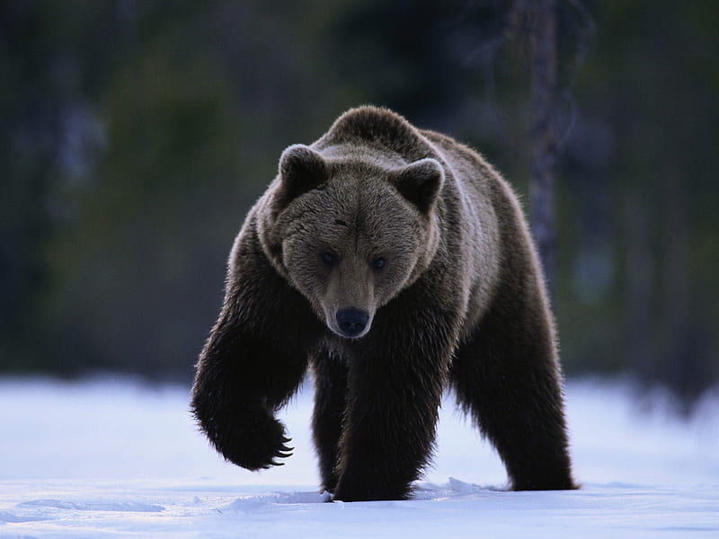big bear-2013 animal world, HD wallpaper