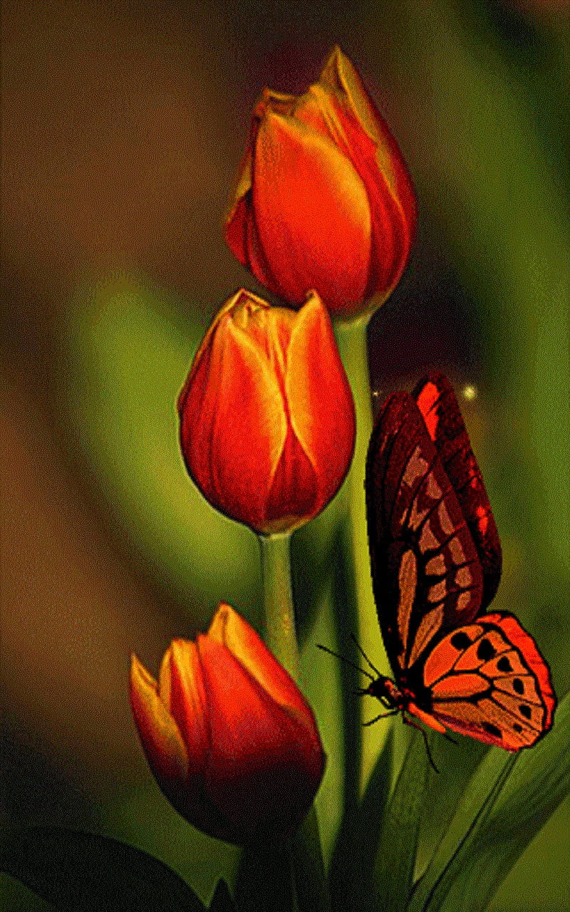 Tulips, butterfly, flowers, HD phone wallpaper | Peakpx