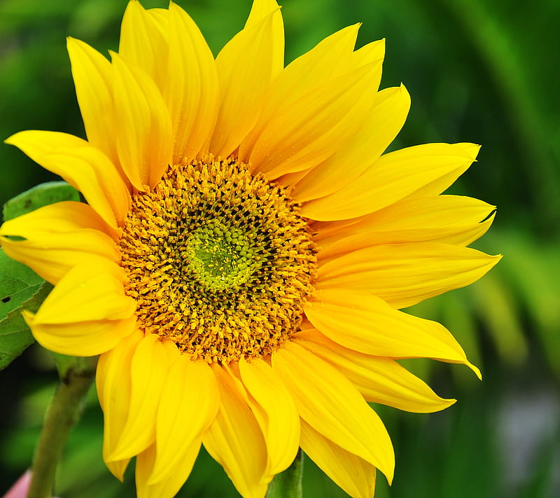 ZTE Sunflower, default, flower, helianthus, stoche, yellow, HD wallpaper