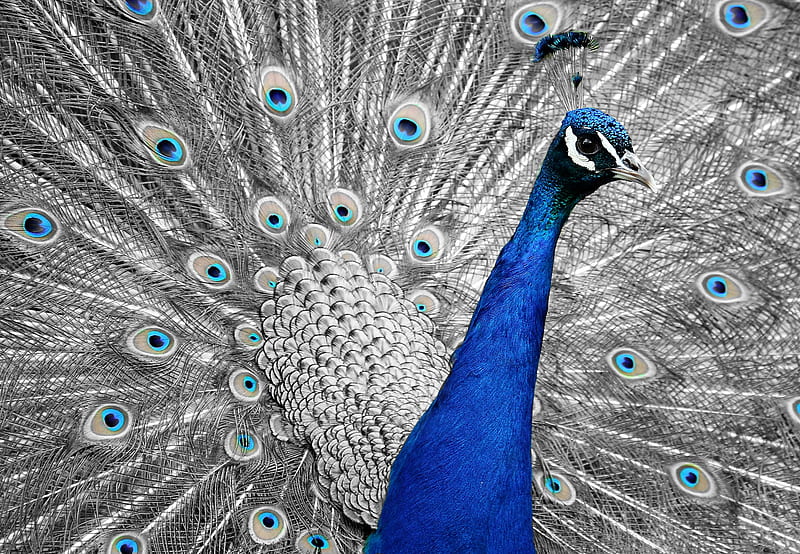 Close Up of Blue Peacock, HD wallpaper