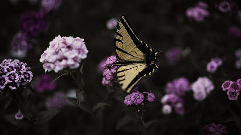 Insects, Swallowtail Butterfly, Butterfly, Flower, Insect, Macro, Pink Flower, HD wallpaper