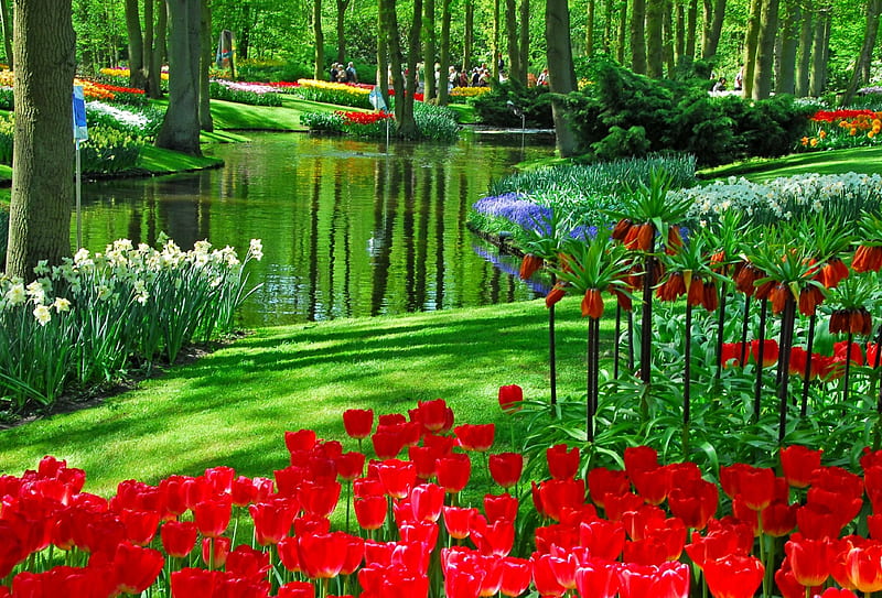Keukenhof, Netherlands, flowers, blossoms, river, spring, park, tulips, trees, HD wallpaper