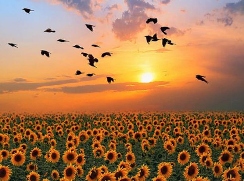 Sunflower Sunset, sunflowers, birds, nature, sunset, clouds, field, HD wallpaper